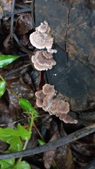 Schizophyllum