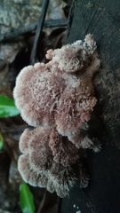 Schizophyllum