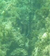 Chelmonops truncatus