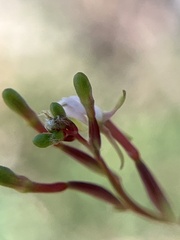 Oenothera filiformis