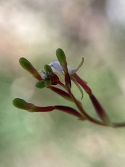 Oenothera filiformis