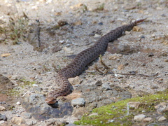 Crotalus triseriatus