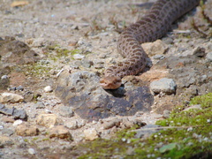 Crotalus triseriatus