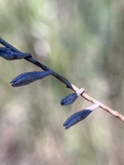 Oenothera filiformis
