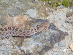 Crotalus triseriatus