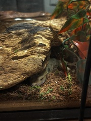 Correlophus ciliatus