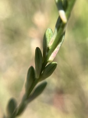 Oenothera filiformis