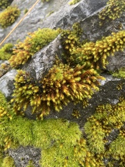 Orthotrichaceae