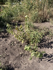 Populus angustifolia