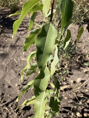 Populus angustifolia