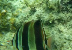 Chelmonops truncatus