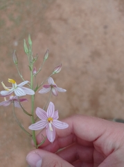 Cyanella