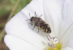 Acmaeodera pulchella