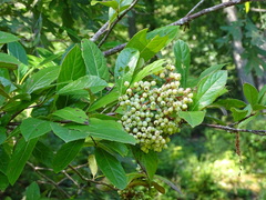 Viburnum nudum