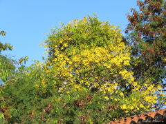 Tabebuia aurea