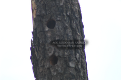 Melanerpes formicivorus