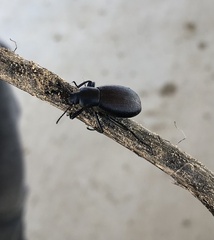 Eleodes longicollis