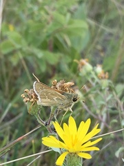 Hesperia assiniboia