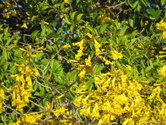 Tabebuia aurea