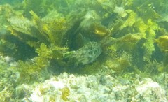 Scobinichthys granulatus