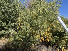 Populus angustifolia