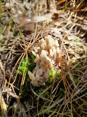 Clavulina rugosa