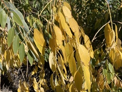Populus angustifolia