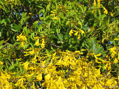 Tabebuia aurea