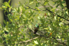 Saucerottia beryllina