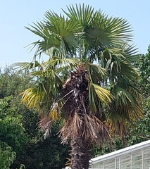Trachycarpus