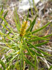 Stillingia texana