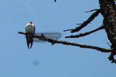 Tachycineta thalassina