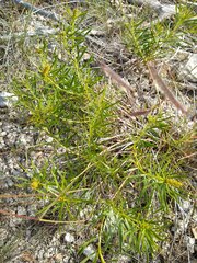 Stillingia texana