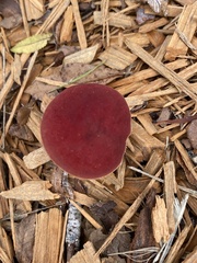 Butyriboletus