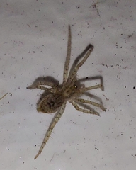 Anyphaena