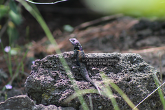 Sceloporus torquatus