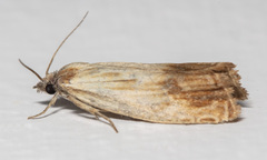 Eucosma umbrastriana