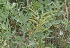 Thermopsis divaricarpa
