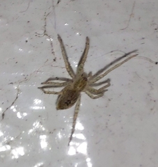 Anyphaena