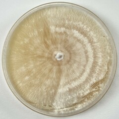 Pleurotus djamor roseus