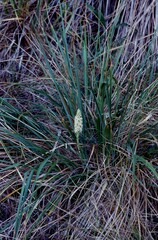 Platanthera elegans decurtata