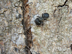 Cephalotes pusillus