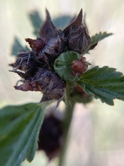 Melochia corchorifolia