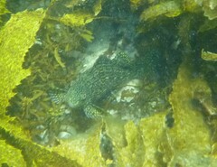 Aplodactylus lophodon