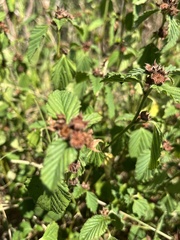 Melochia corchorifolia