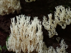 Artomyces