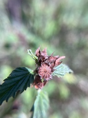 Melochia corchorifolia