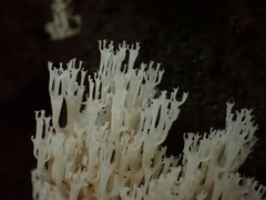 Artomyces