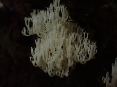 Artomyces