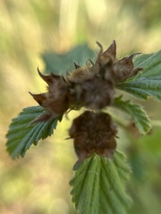 Melochia corchorifolia